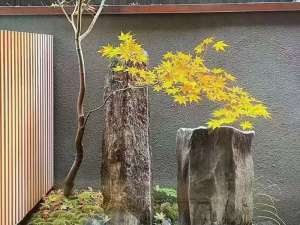 绿化苗木